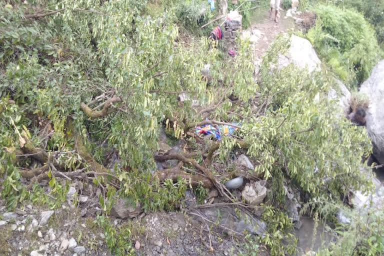 tree fell on woman