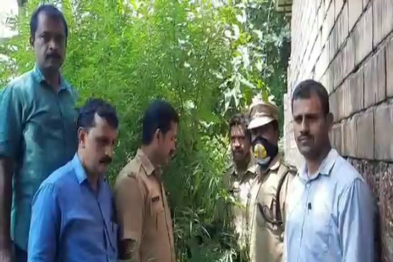 cannabis plants seized from an industrial development estate in kannur  cannabis plants seized from kannur industrial development estate  kannur cannabis plants seized  kannur cannabis plants  cannabis plants  cannabis plants seized  cannabis plants seized from kannur  കണ്ണൂരിൽ എസ്റ്റേറ്റ് പരിസരത്ത് വീണ്ടും കഞ്ചാവ് ചെടികള്‍ കണ്ടെത്തി  കണ്ണൂരിൽ എസ്റ്റേറ്റ് പരിസരത്ത് കഞ്ചാവ് ചെടികള്‍ കണ്ടെത്തി  കണ്ണൂരിൽ ഇൻഡസ്ട്രിയല്‍ ഡവലപ്പ്‌മെന്‍റ് എസ്റ്റേറ്റ് പരിസരത്ത് വീണ്ടും കഞ്ചാവ് ചെടികള്‍ കണ്ടെത്തി  കണ്ണൂരിൽ ഇൻഡസ്ട്രിയല്‍ ഡവലപ്പ്‌മെന്‍റ് എസ്റ്റേറ്റ് പരിസരത്ത് കഞ്ചാവ് ചെടികള്‍ കണ്ടെത്തി  കഞ്ചാവ് ചെടികള്‍ കണ്ടെത്തി  കണ്ണൂരിൽ കഞ്ചാവ് ചെടികള്‍ കണ്ടെത്തി  കഞ്ചാവ് ചെടികള്‍  കഞ്ചാവ് ചെടി  കഞ്ചാവ്  ആന്തൂര്‍ ധര്‍മശാല  ആന്തൂര്‍ ധര്‍മശാല കഞ്ചാവ് ചെടി  ആന്തൂര്‍ കഞ്ചാവ് ചെടി  ധര്‍മശാല കഞ്ചാവ് ചെടി  ഇൻഡസ്ട്രിയല്‍ ഡവലപ്പ്‌മെന്‍റ് എസ്റ്റേറ്റ്  എസ്റ്റേറ്റ് പരിസരത്ത് വീണ്ടും കഞ്ചാവ് ചെടികള്‍ കണ്ടെത്തി  എസ്റ്റേറ്റ് പരിസരത്ത് കഞ്ചാവ് ചെടികള്‍ കണ്ടെത്തി