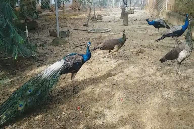 The truth behind the claims of peacock mating and breeding