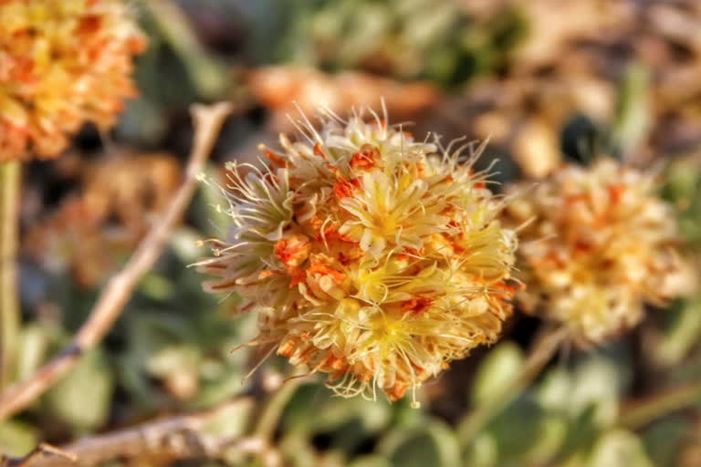 Nevada flower