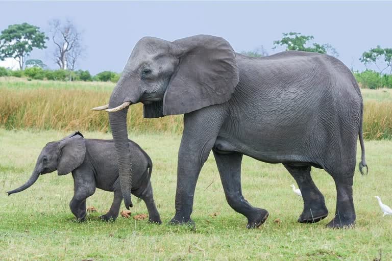 Elephant Corridor