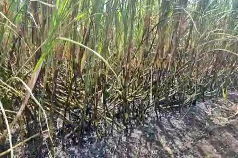 ten farmers sugarcane burnt in chikodi