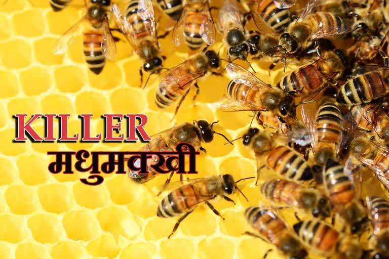 one-girl-died-due-to-bee-bite-in-giridih