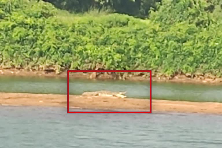 Crocodile found on venkatapura river