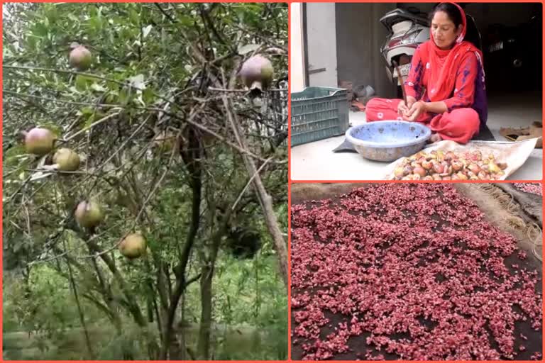pomegranate-became-a-means-of-additional-income-for-farmers-in-sirmaur