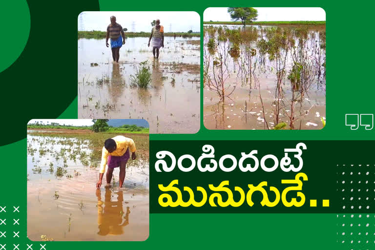 crop loss with kaleshwaram back water in manchirial