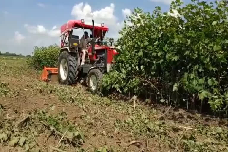 farmer run tractor on crop