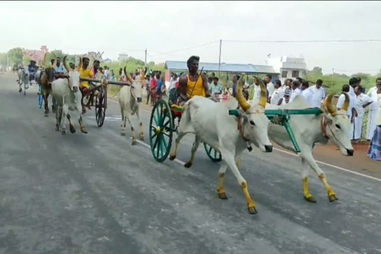 bullock_cart_