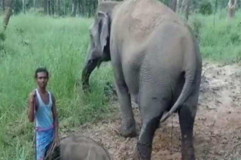 In Bandhavgarh National Park Umaria elephant Anarkali  gave birth to a female elephant