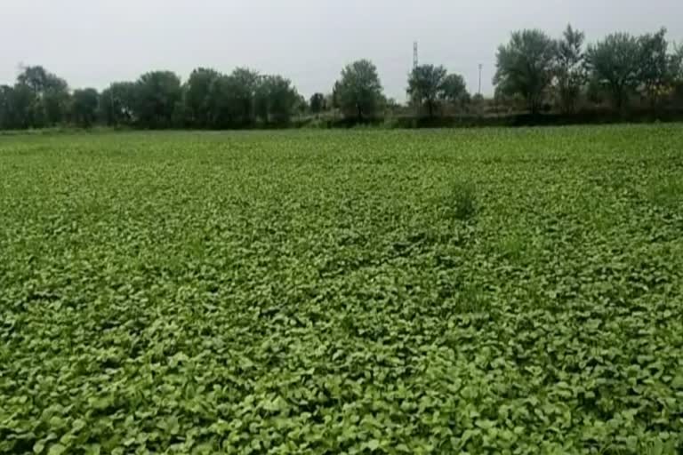 soybean crop