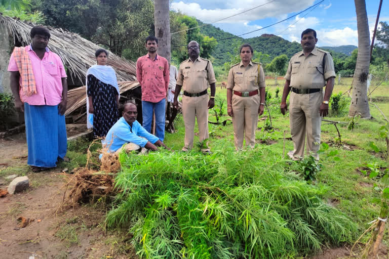 Ganjai Seazed at chandragiri mandal in chittor