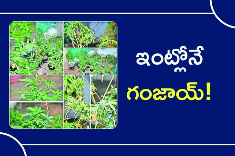 ganja farming in hyderabad, ganja cultivation