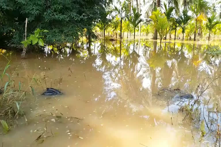 ದಾವಣಗೆರೆಯಲ್ಲಿ ವರುಣಾರ್ಭಟಕ್ಕೆ ಬೆಳೆಹಾನಿ