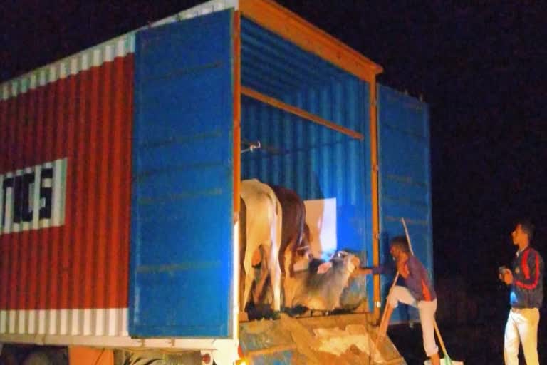 Container full of cattle seized