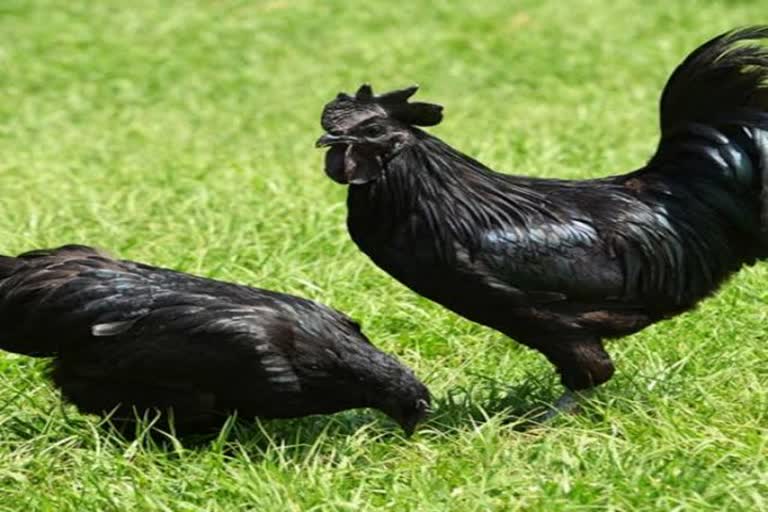 30 thousand capacity hatchery machine will be set up in Jhabua for Kadaknath chicken rearing