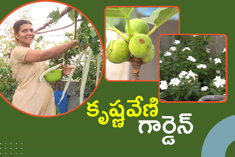 Terrace Garden in Khammam