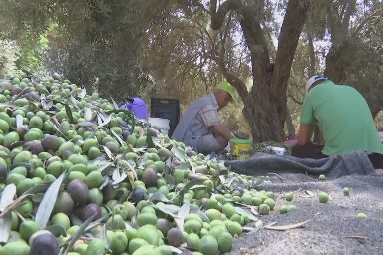 Gazans blame weather for poor olive harvest