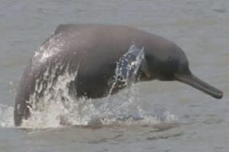 national-ganga-river-dolphin-day-celebration-in-silghat