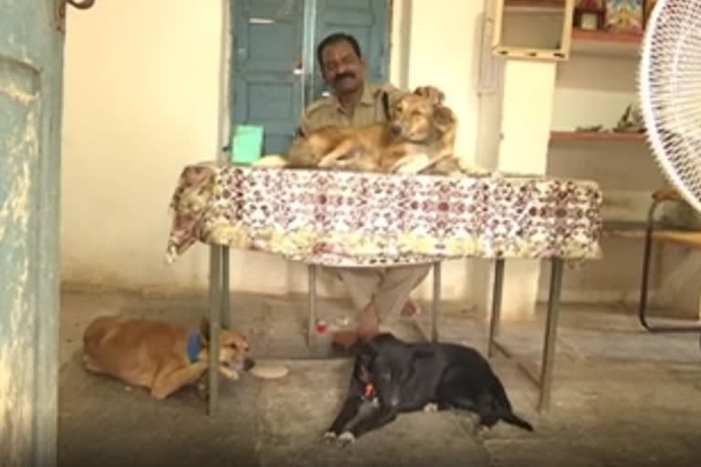 Couple feeds 350 stray dogs daily in AP's Anantapur