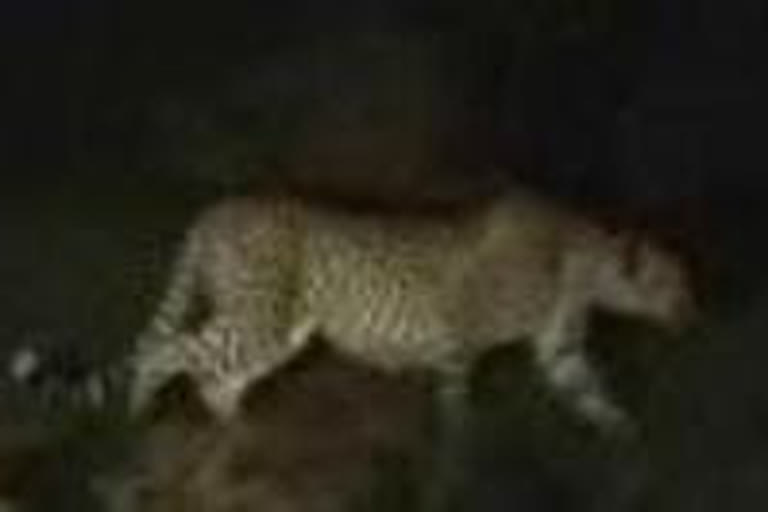 Leopard spotted in Chirimiri Domanhill