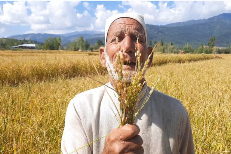 ژالہ باری اور بارش کے سبب کھیت اور باغات میں تباہی