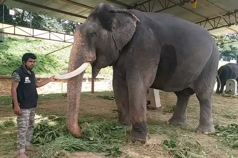 Break for Mysuru Elephant Rehearsal in wake of new-moon day