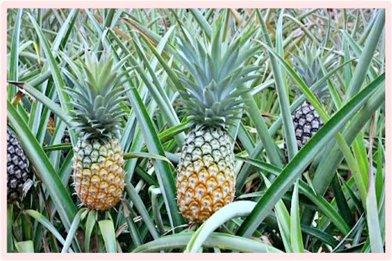 Meghalaya government is exploring pineapple for vegan leather