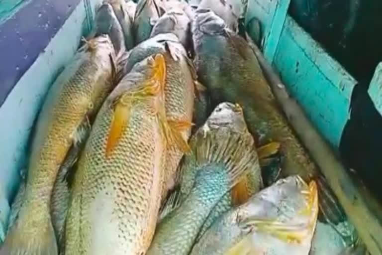 loop road fish selling complex