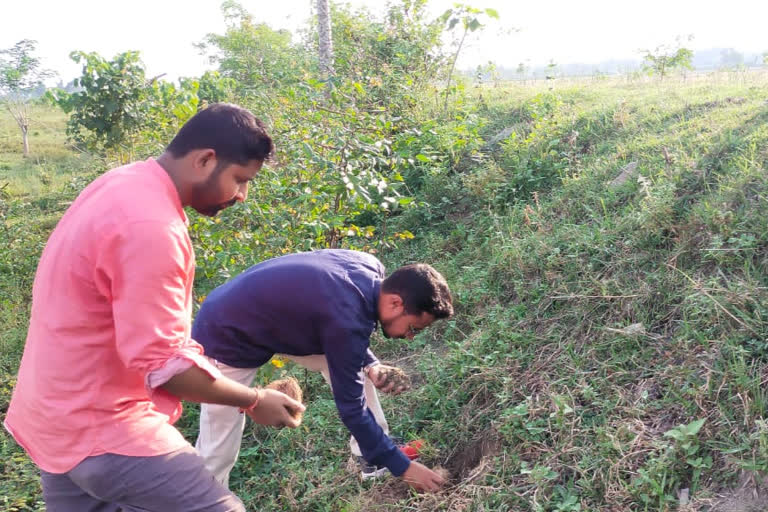 Tree Plantation