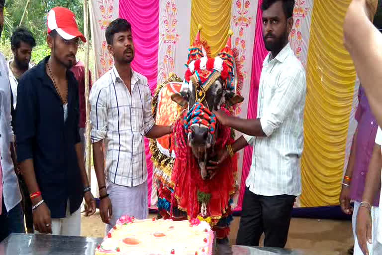 Owner of a Bull organized blood donation camp for its birthday