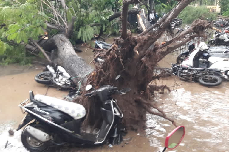 वाऱ्याच्या जोराने झाडं उन्मळून पडले, मोटारसायकलसह चारचाकी वाहनांचाही झाला चुरा