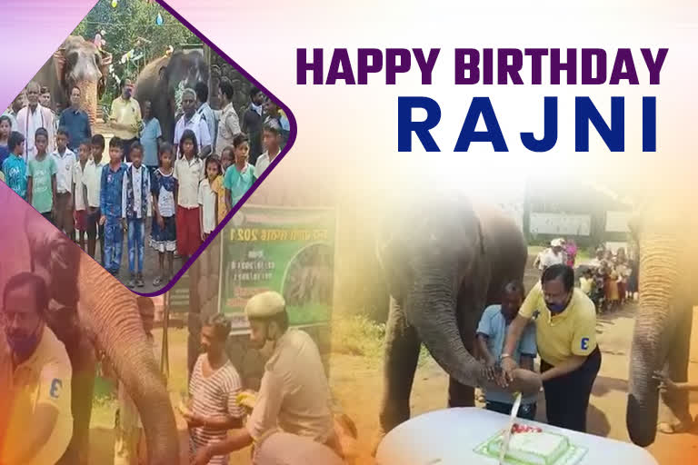 elephant Rajni birthday celebration