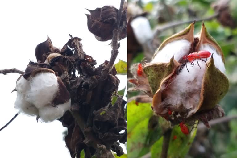 திருவாரூர், பருத்தி செடிகள், tiruvarur, cotton plants