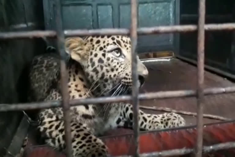 forest department captured a leopard in mandya