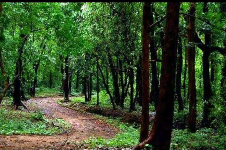 police team who are trapped in malampuzha forest say they are safe  police team trapped in malampuzha forest  malampuzha forest  മലമ്പുഴ കാട്ടിലകപ്പെട്ട പൊലീസ് സംഘത്തിനായി തിരച്ചിൽ ഊർജിതം  മലമ്പുഴ കാട്ടിലകപ്പെട്ട പൊലീസ് സംഘം സുരക്ഷിതർ  തങ്ങൾ സുരക്ഷിതരെന്ന് മലമ്പുഴ കാട്ടിലകപ്പെട്ട പൊലീസ് സംഘം  പൊലീസ് സംഘം  മലമ്പുഴ  മലബാർ സിമന്‍റ്‌സ്  തണ്ടർബോൾട്ട് സേന  ലഹരിവിരുദ്ധ സ്‌ക്വാഡ്  പാറപ്പെട്ടി