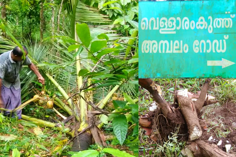 കോതമംഗലം  kothamangalam  wild elephant attack in kothamangalam vellaramkuthu adivasi colony  kothamangalam vellaramkuthu adivasi colony  wild elephant attack  wild elephant attack in vellaramkuthu adivasi colony  vellaramkuthu adivasi colony  wild animal attack in kothamangalam vellaramkuthu tribal colony  wild animal attack  wild animal attack in vellaramkuthu tribal colony  ദുരിതം ഒഴിയാതെ വെള്ളാരംകുത്ത് ആദിവാസികൾ  വെള്ളാരംകുത്ത് ആദിവാസി ഊര്  വെള്ളാരംകുത്ത് ആദിവാസി കോളനി  കാട്ടാനശല്യം  വന്യമൃഗ ശല്യം