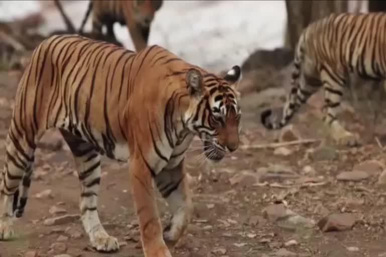 टाइगर रिजर्व मीटिंग , बाघ परियोजना संरक्षित क्षेत्र, tiger reserve meeting, tiger project protected area