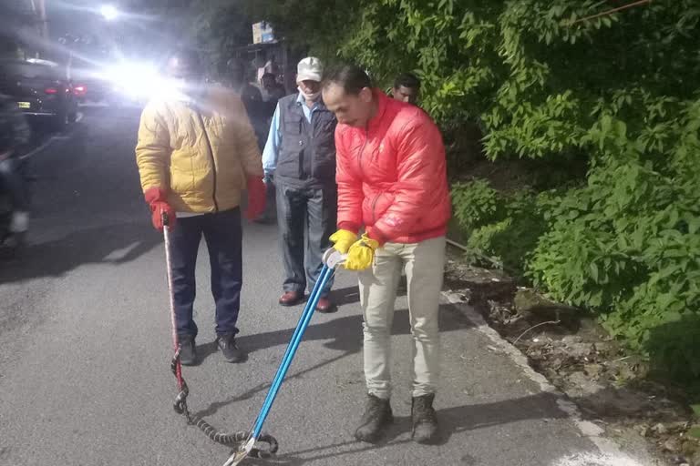 king-cobra-snake-found-in-jharipani-area-of-mussoorie