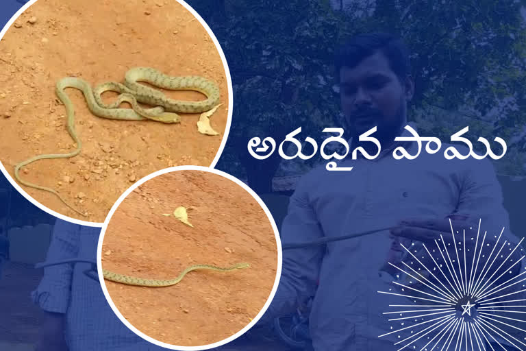 green-crat-snake-in-the-forests-of-srisailam-at-kurnool-district