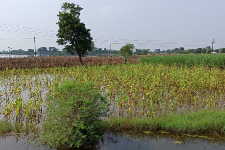 पिके पाण्यातच