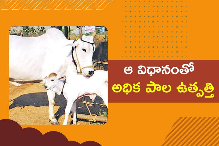 IVF method for the development of cows