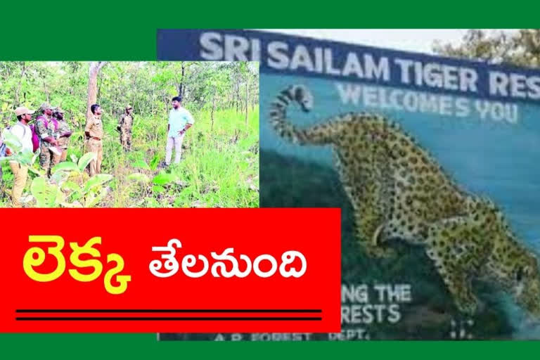 నల్లమలలో పులుల గణన