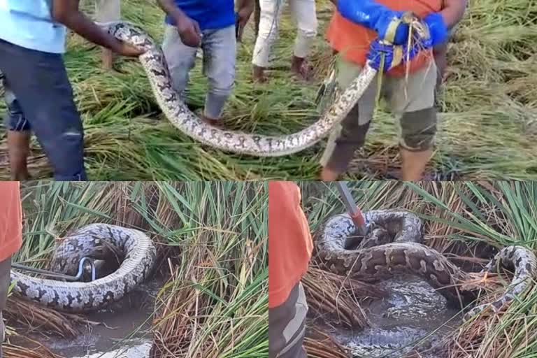 50 KG  weight python protection in gangavathi