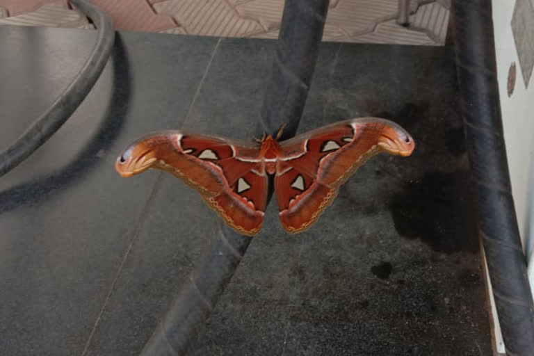 നാഗശലഭം  പെട്രോൾ പമ്പ്  സർപ്പശലഭം  അറ്റ്ലസ് ശലഭം  അറ്റ്‌ലസ് ശലഭങ്ങൾ  ഫറോക്ക്  Atlas moth  Atlas moth spotted in kozhikodu petrol pump
