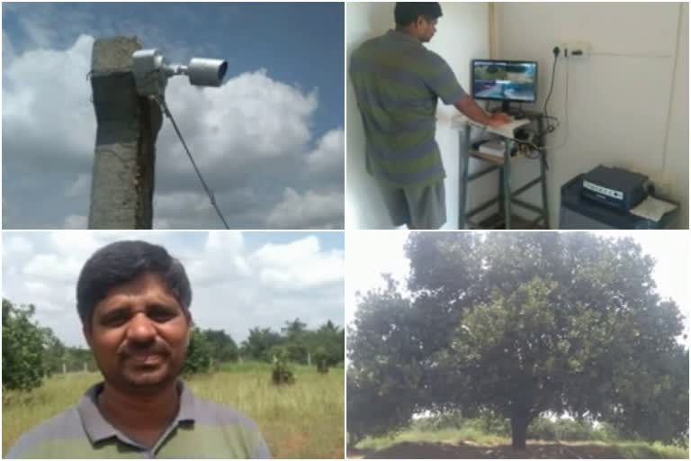 cctv protection for siddu jackfruit tree in tumakuru