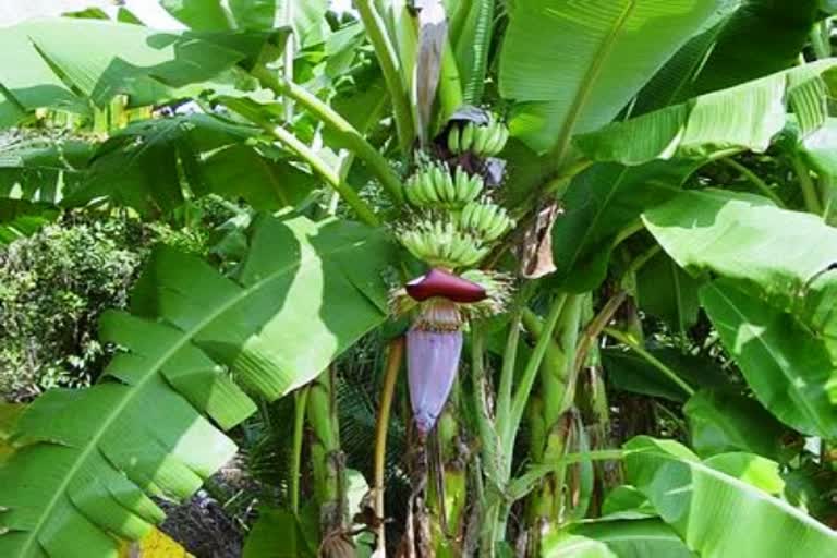 rs-4-crore-compensation-for-a-worker-who-fell-from-a-banana-tree