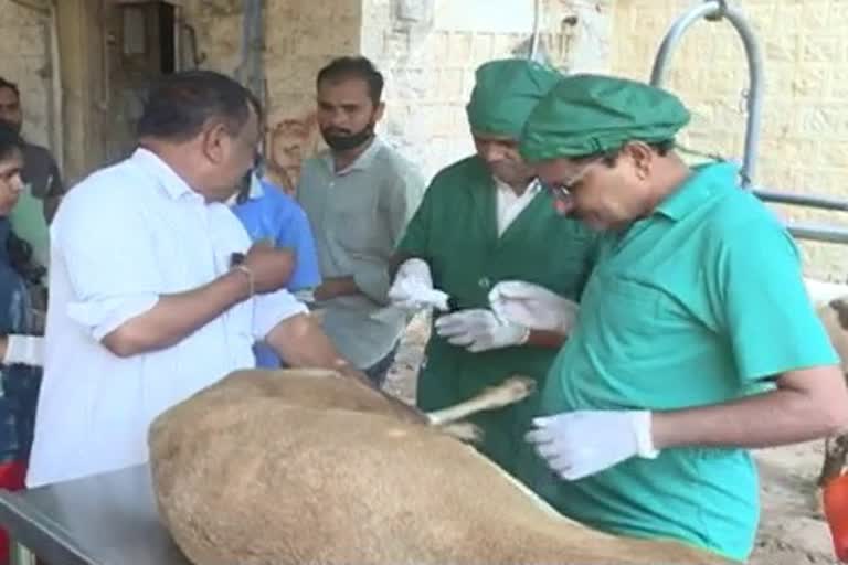 madigala-sheep-operation-in-koppal