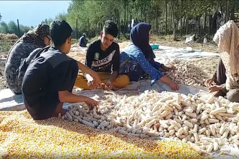 اننت ناگ: خشک سالی سے مکئی کی پیداوار متاثر، کسان مایوس