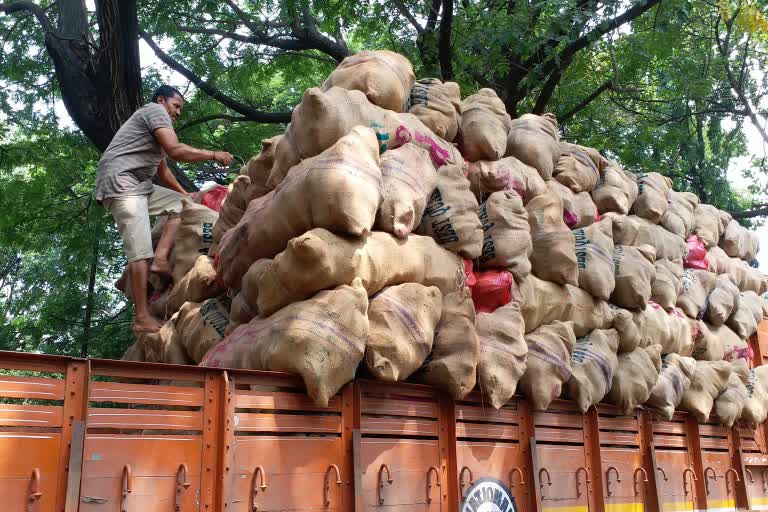 नारळ भाववाढ पुणे