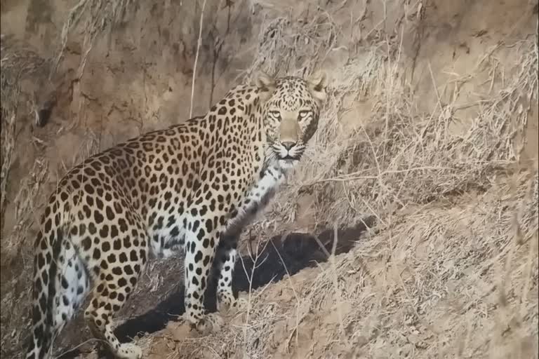 झालाना लेपर्ड रिजर्व,  नाहरगढ़ जंगल, Jhalana Leopard Reserve , Nahargarh Jungle